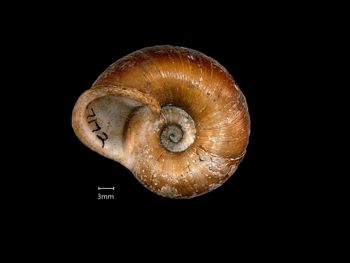 Media type: image;   Malacology 167172 Aspect: basal